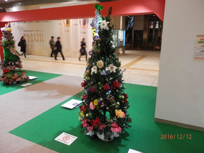 クリスマスツリーの森