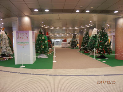 クリスマスツリーの森