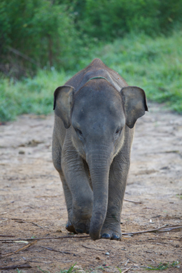 写真展 子ゾウの森－スマトラ 写真・永武ひかる
