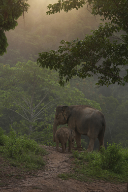 写真展 子ゾウの森－スマトラ 写真・永武ひかる