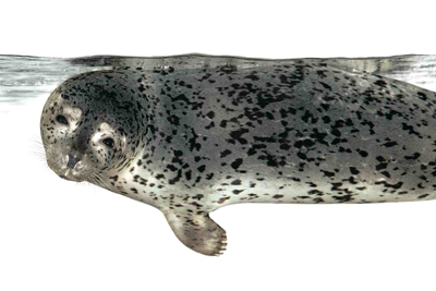 尾崎たまき 実物大写真展 「元気です！東北の動物たち」