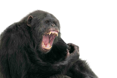 尾崎たまき 実物大写真展 「元気です！東北の動物たち」