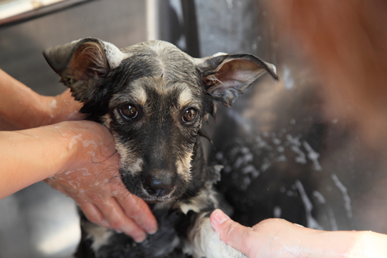 写真展「ゼロへの挑戦 －熊本市動物愛護センター、あきらめない10年－」