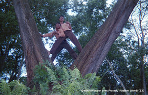 スマトラの森 SUMATRA FOREST
